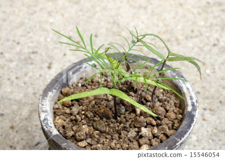 萌芽的雲杉 萌芽的雲杉 15546054