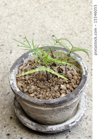 萌芽的雲杉 15546055