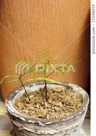 萌芽的雲杉 萌芽的雲杉 15546059