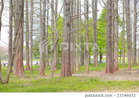 Spring of the Shirakaba Forest 15546072