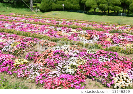 Nokojima的Livingstone Daisies 15546299