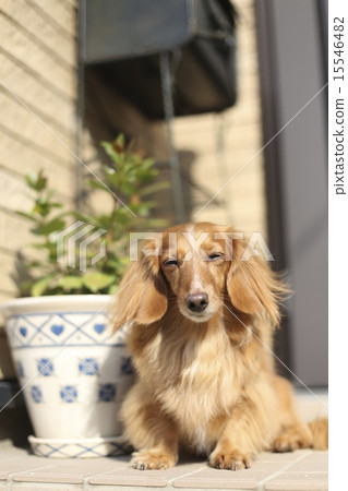 Dachshund 15546482