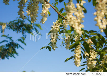 Fake acacia Fake acacia 15546515