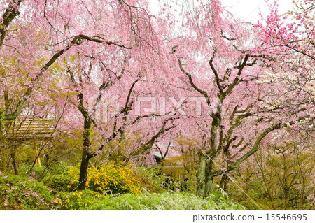 Haraya花園 15546695