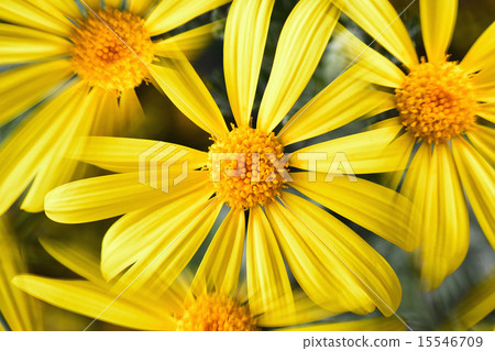 Lilyop的雛菊(用萬花筒拍攝的照片) Lilyop的雛菊(用萬花筒拍攝的照片) 15546709