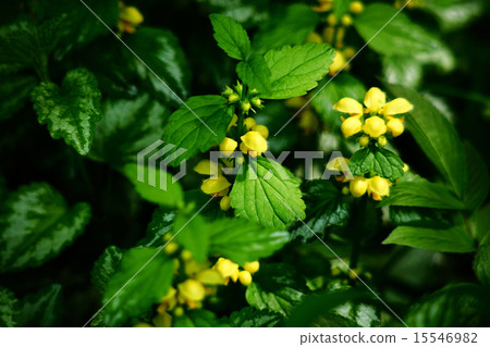 Yellow odorokoso 15546982