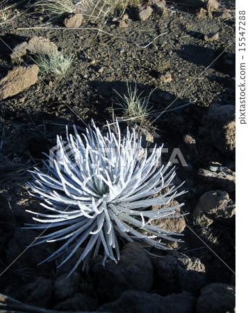 Silver Sword (Silver Grass) Silver Sword (Silver Grass) 15547288
