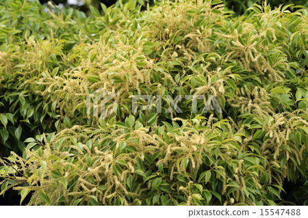 Natural plant Sadajiii, the whole tree becomes light yellow-green when plenty of flowers are attached 15547488