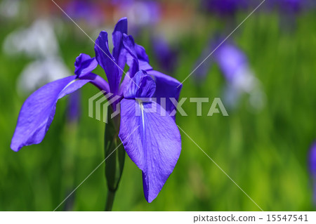 Iris Iris 15547541
