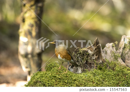 新鮮的綠色和akahara 新鮮的綠色和akahara 15547563