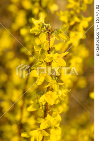 Forsythia bush in a garden 15547582