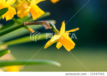 Daffodils in the springtime 15547583
