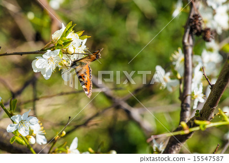 Butterfly on a white flower 15547587