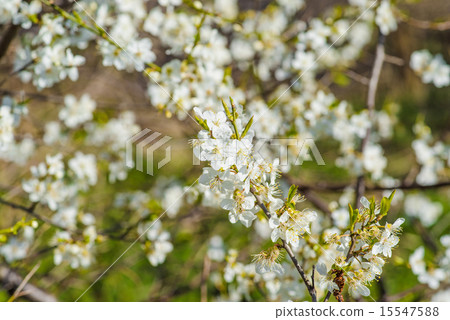 Prunus Cerasifera tree with white flowers 15547588