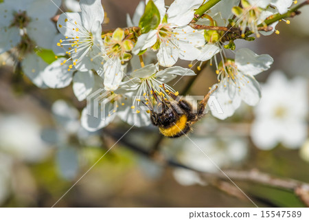 Bumblebee on a white flower 15547589