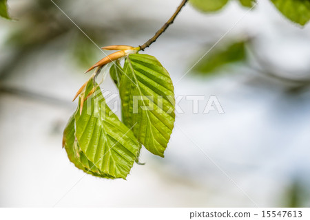 Beech leaves on a twig Beech leaves on a twig 15547613