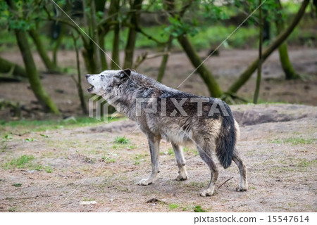 Wolf howling in nature Wolf howling in nature 15547614
