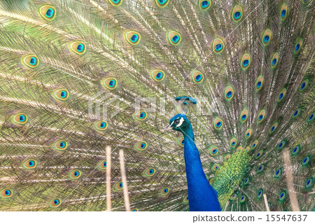 Peacock with open feathers 15547637