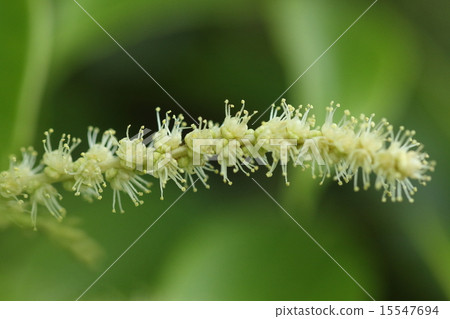 Natural plant Sadajii, when seen in close proximity there are a lot of small flowers on a thin spike 15547694