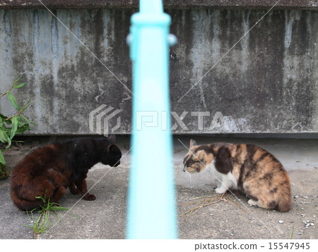 面對籬笆的貓 15547945
