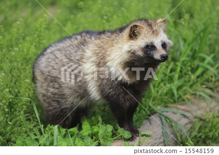 Raccoon dog 15548159