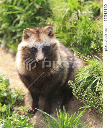 Raccoon dog 15548160