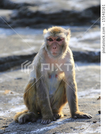  Rhesus monkey 15548161