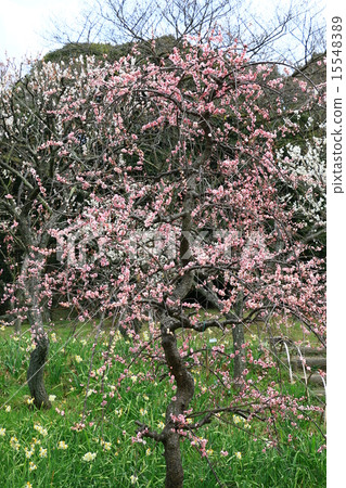 Plum forest 15548389