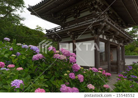 八仙花屬在Fukuchiyama，京都府的Kanonji寺廟拍攝了 15548552
