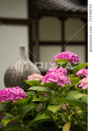 八仙花屬在Fukuchiyama,京都府的Kanonji寺廟拍攝了 八仙花屬在Fukuchiyama,京都府的Kanonji寺廟拍攝了 15548553