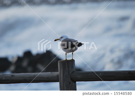 Seagull's dusk 15548580