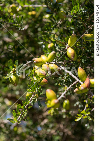 Fresh fruit of Argan tree on the branch Fresh fruit of Argan tree on the branch 15548714