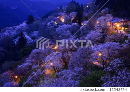 Yoshino mountain cherry tree Yoshino mountain cherry tree 15548754