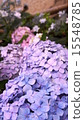 Hydrangea multicolor 15548785