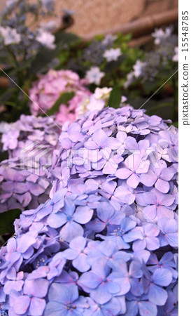 Hydrangea multicolor Hydrangea multicolor 15548785