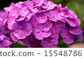 Hydrangea purple 15548786