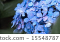 Hydrangea 15548787