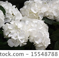 Hydrangea 15548788