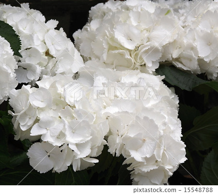Hydrangea Hydrangea 15548788