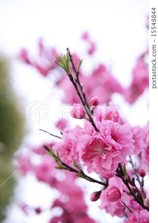 Flower peach Flower peach 15548844