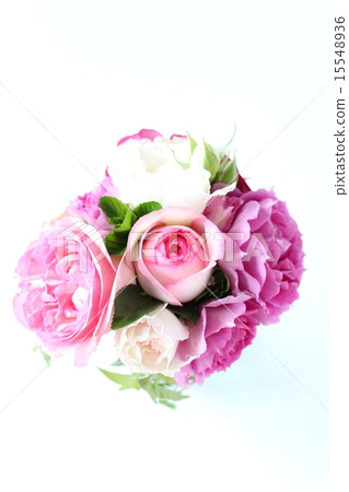 玫瑰的安排 15548936