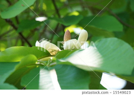 Parkna flowers 15549023