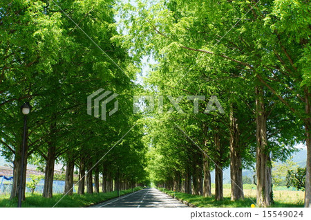 Metasequoia Namiki Metasequoia Namiki 15549024