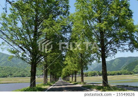 Metasequoia Treasures Metasequoia Treasures 15549026