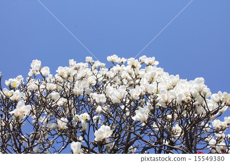Haku Mokuren blossoms in the blue sky 15549380