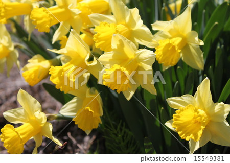 黃色小號黃水仙組 15549381