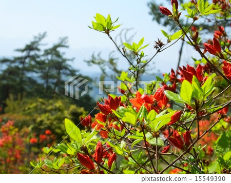 Yama Azaleas 15549390