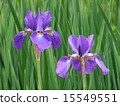 鳶尾花 15549551