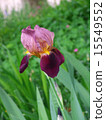 德國鳶尾花 15549552