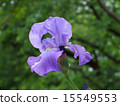 德國鳶尾花 15549553